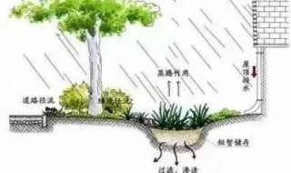 植被截流什么意思 植被截流要怎么理解？