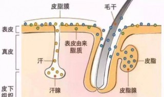 身上皮肤油腻怎么洗 身上皮肤油腻冲洗方法