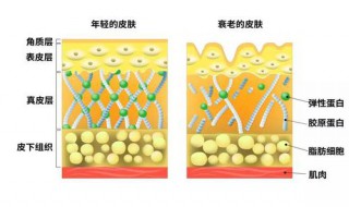 皮肤里含有什么元素 微量元素对皮肤的作用