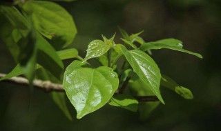 核桃树不开花.不结果是怎么回事 核桃树不开花不结核桃怎么办