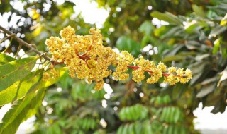 植物生长调节剂优点 使用植物生长调节剂的优点是什么