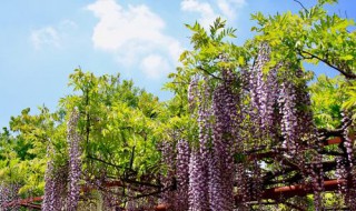 嘉定紫藤园最佳赏花期 什么时候是最佳赏花期