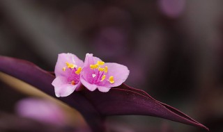 紫竹梅什么季节开花 紫竹梅的简单介绍