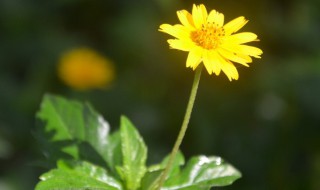 小黄花是什么 小黄花的功效与作用