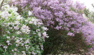 丁香花是春天开花还是夏天开花 给大家介绍一下