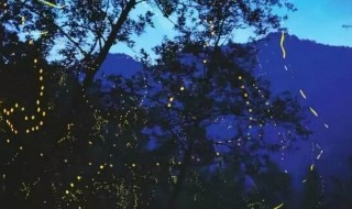 天台山萤火虫观赏的有利条件 天台山在哪里