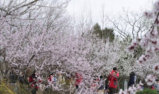 出自桃花源记的成语 桃花源记的成语的意义