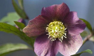 生辰花和诞生花的区别 关于生辰花和诞生花的小知识