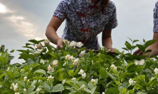 茉莉花怎样栽培 栽培方法大盘点