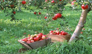 苹果树分公母吗 苹果树分公母