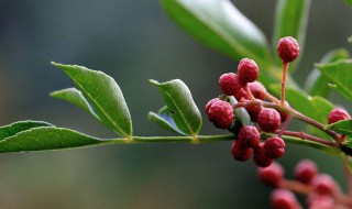 花椒树驱蚊子吗 花椒树驱蚊子