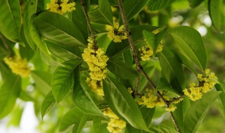 桂花种子什么时候播种 桂花种子播种时间