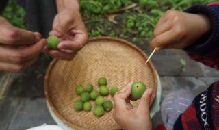 妙招青梅扎洞 青梅有什么特点