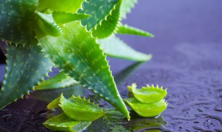 芦荟胶怎么使用 芦荟胶的使用方法