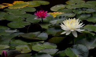 睡莲种子发芽后怎么种植 睡莲种子发芽后种植方法