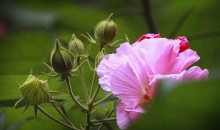 迎宾芙蓉的养殖方法及注意事项 三个方面教你养殖