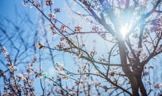 花中的四大君子是哪四种花呢 说的就是这四种