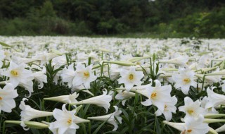 南方地区怎么种百合花 有什么种植技巧