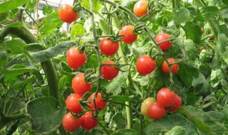 西红柿的栽植 如何栽植西红柿