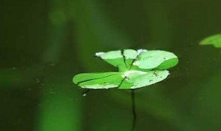 浮萍的功效与作用 浮萍对人体的好处