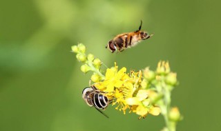 什么气味可以吸引蜜蜂 蜜蜂喜欢什么味