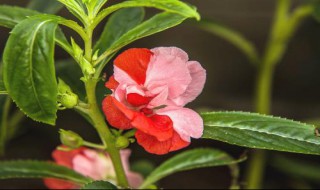 天然染指甲花是什么花 天然染指甲花是凤仙花