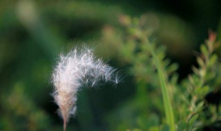 植物种子的传播方式有哪些 靠着什么来传播