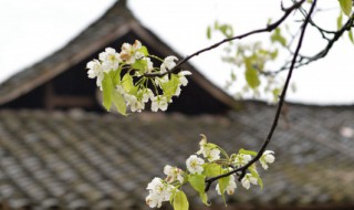 清明节吃什么食物 清明节有哪些饮食习俗