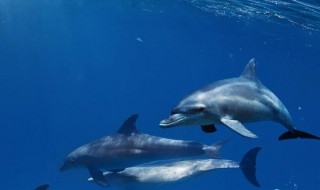 海豚的繁殖方式 海豚简介