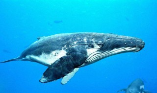 最大的鲸鱼是什么 最大的鲸鱼介绍