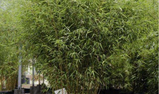 哪一种竹子不长在土里 竹叶有什么作用