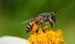 蜜蜂怎么引来 怎么把蜜蜂带回家