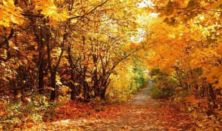 形容秋天的句子 形容秋天的优美句子