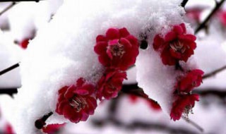 立冬节气的含义是什么 立冬节气介绍