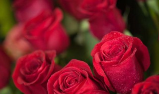 红玫瑰的花语 红玫瑰的花语是什么