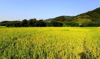 什么的田野填空词语 什么的田野填空词语大全