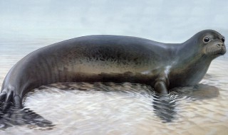 海洋生物有哪些 哪些属于海洋生物