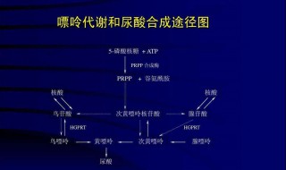 尿酸正常值是多少 给大家参考下吧