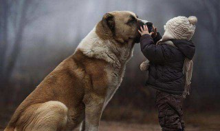 大型犬有哪些 大型犬有什么