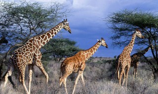长颈鹿怎么繁殖 长颈鹿繁殖介绍