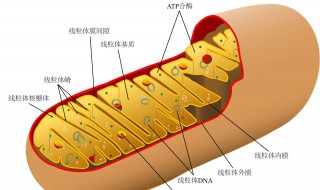 线粒体的作用 线粒体介绍