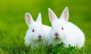 宠物兔的寿命多长 需要注意什么呢