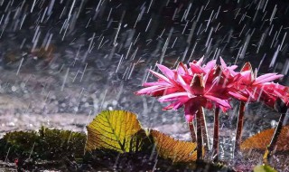 梅雨季节什么时候 梅雨季节是几月份