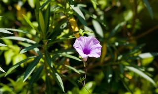 花非花歌词 花非花歌词欣赏