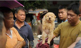 玉林狗肉节介绍 简单介绍一下