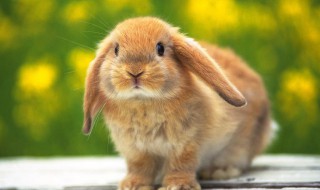 宠物兔好养吗 兔子分为几类