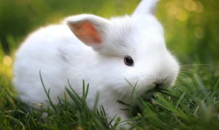 养兔子的方法 兔子喂养的正确方法
