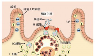 人体最大的器官是 人体最大的器官是什么