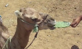 骆驼吃仙人掌不会被扎吗 不被扎的原因