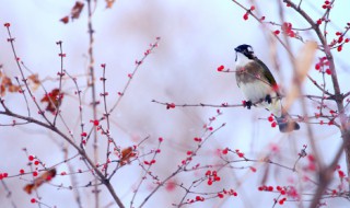 踏雪寻梅歌词 踏雪寻梅歌曲简介